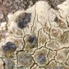 Lecanora sulphurea